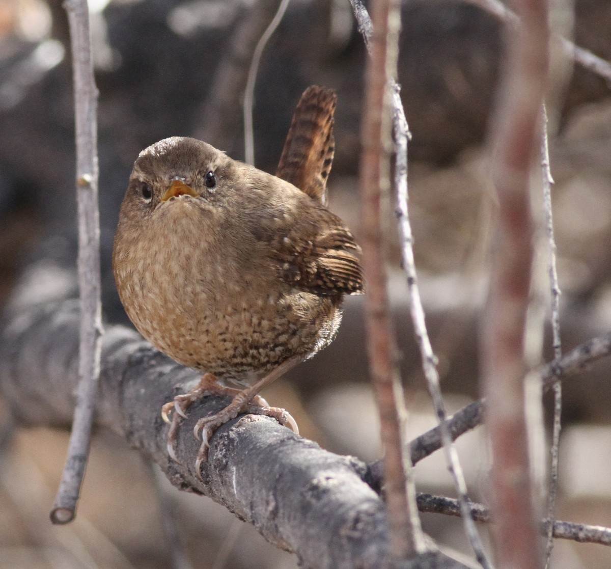 Pacific Wren - ML518983991