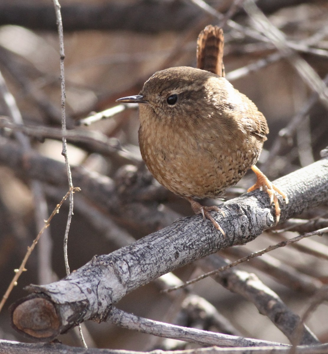 Pacific Wren - ML518984001