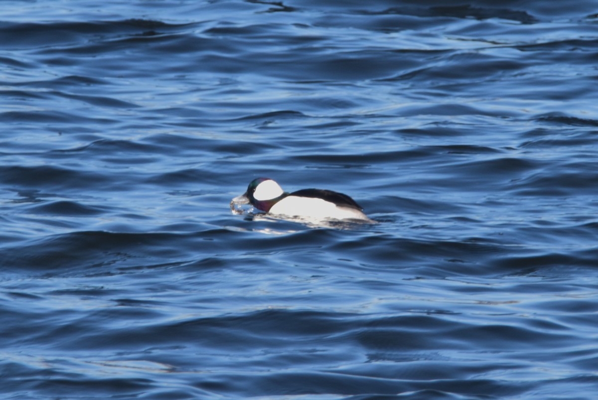 Bufflehead - ML518985301