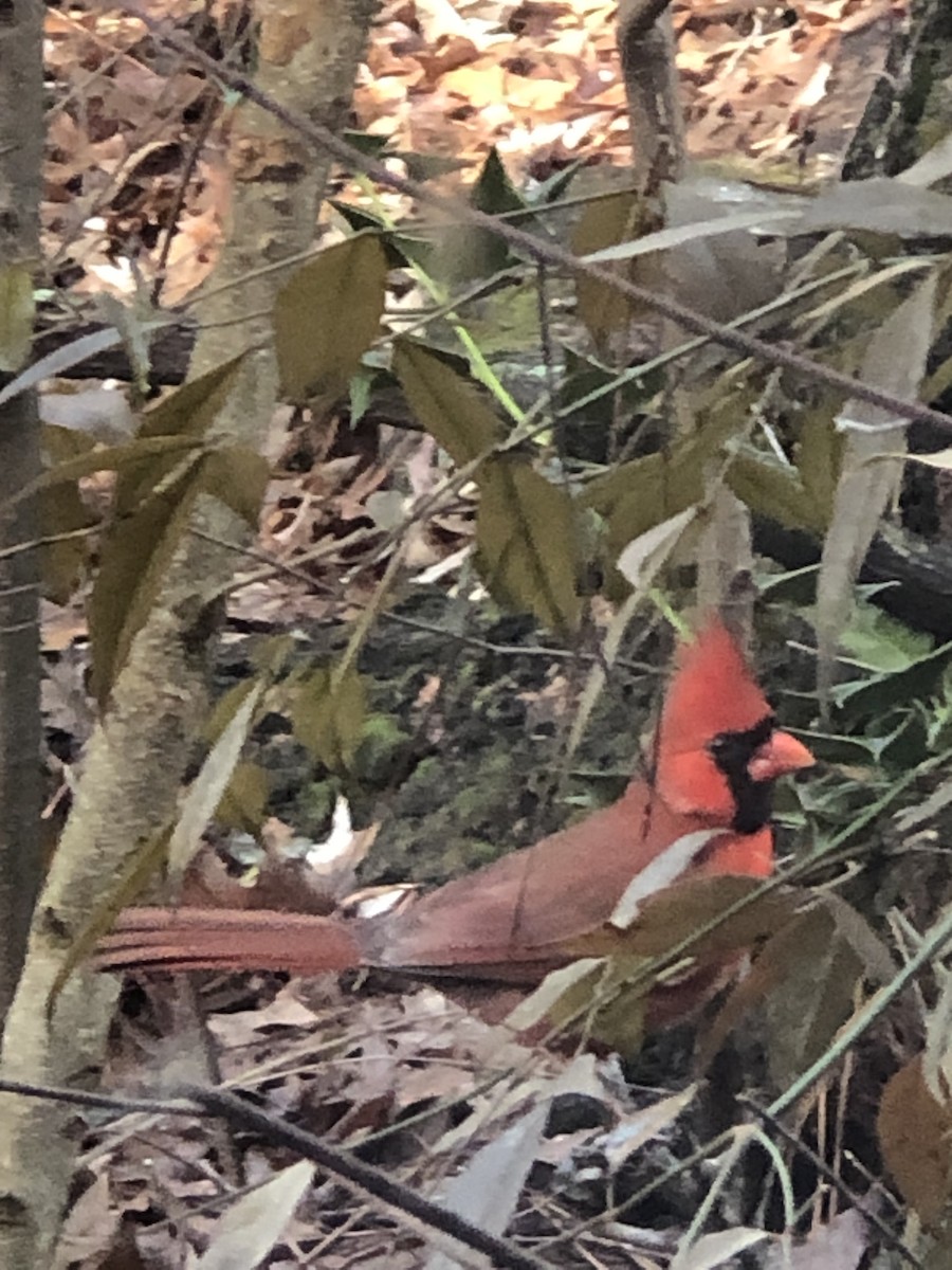 Northern Cardinal (Common) - ML518986341