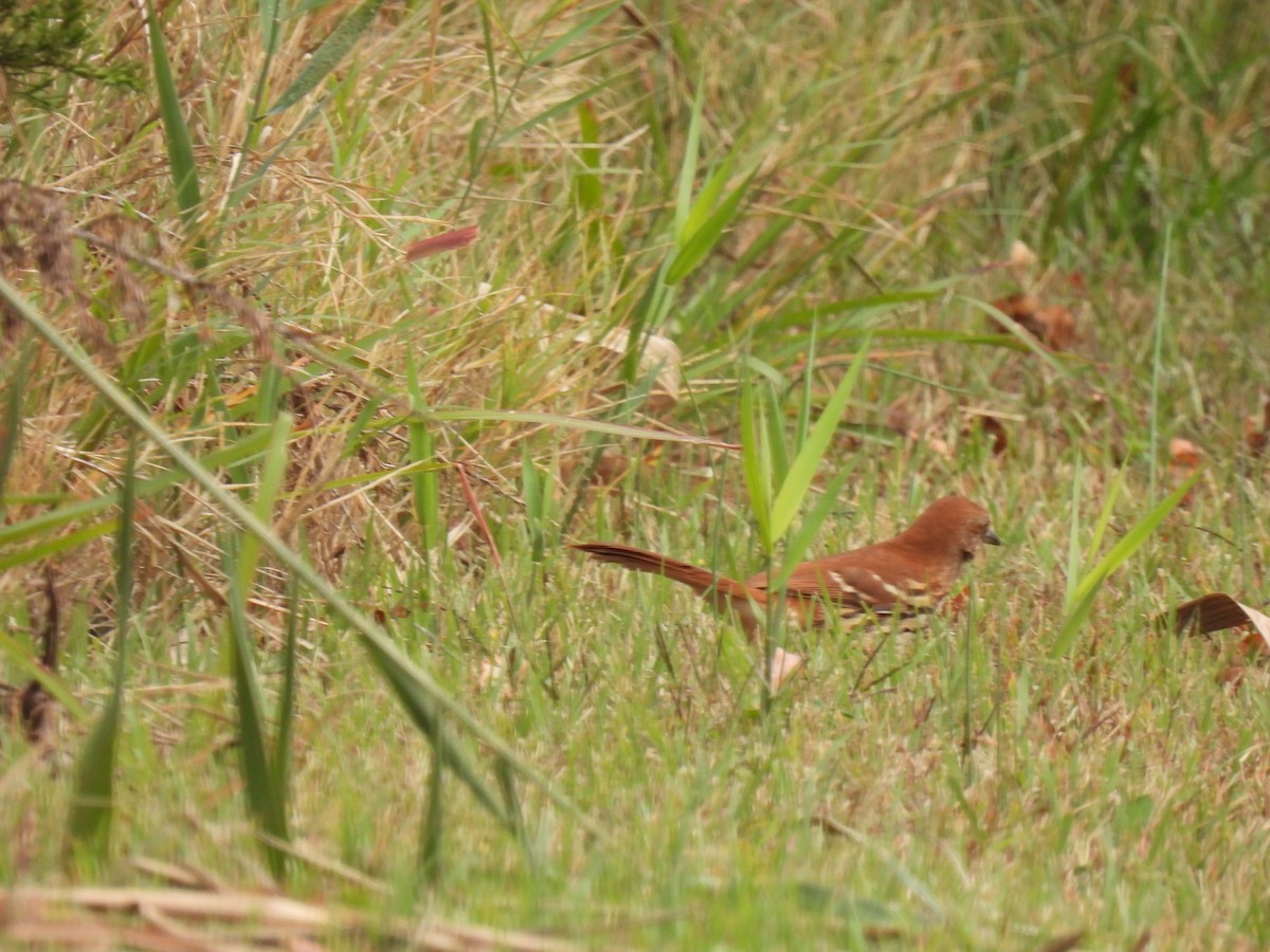 Brown Thrasher - ML518986911