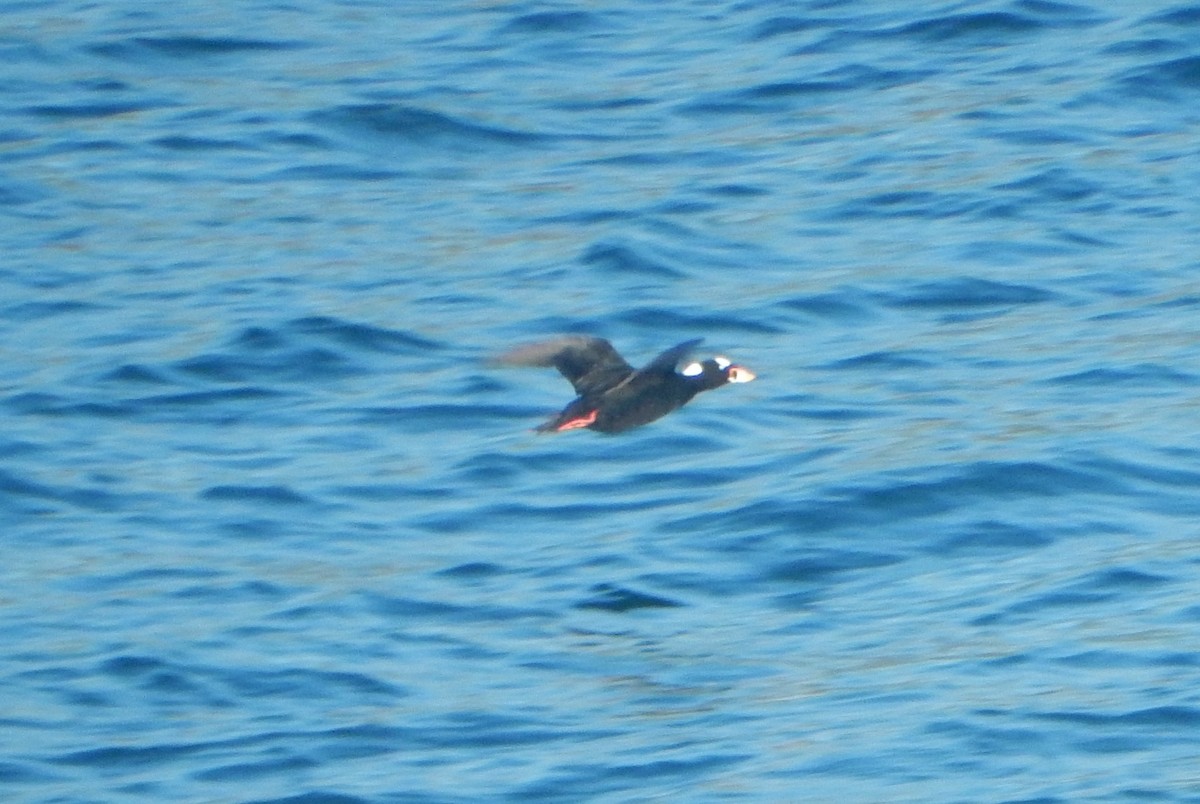 Surf Scoter - ML518987361