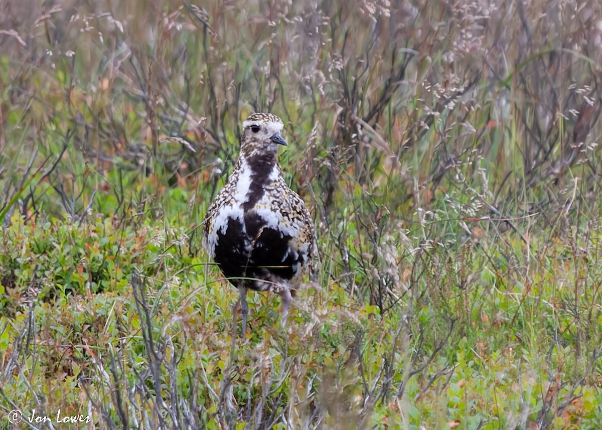 European Golden-Plover - ML518989681