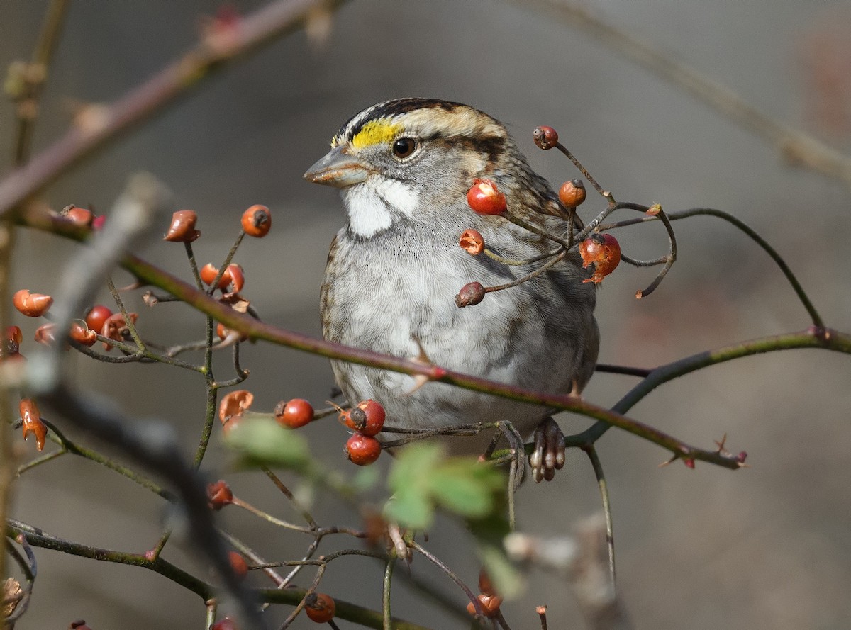 White-throated Sparrow - ML518989771
