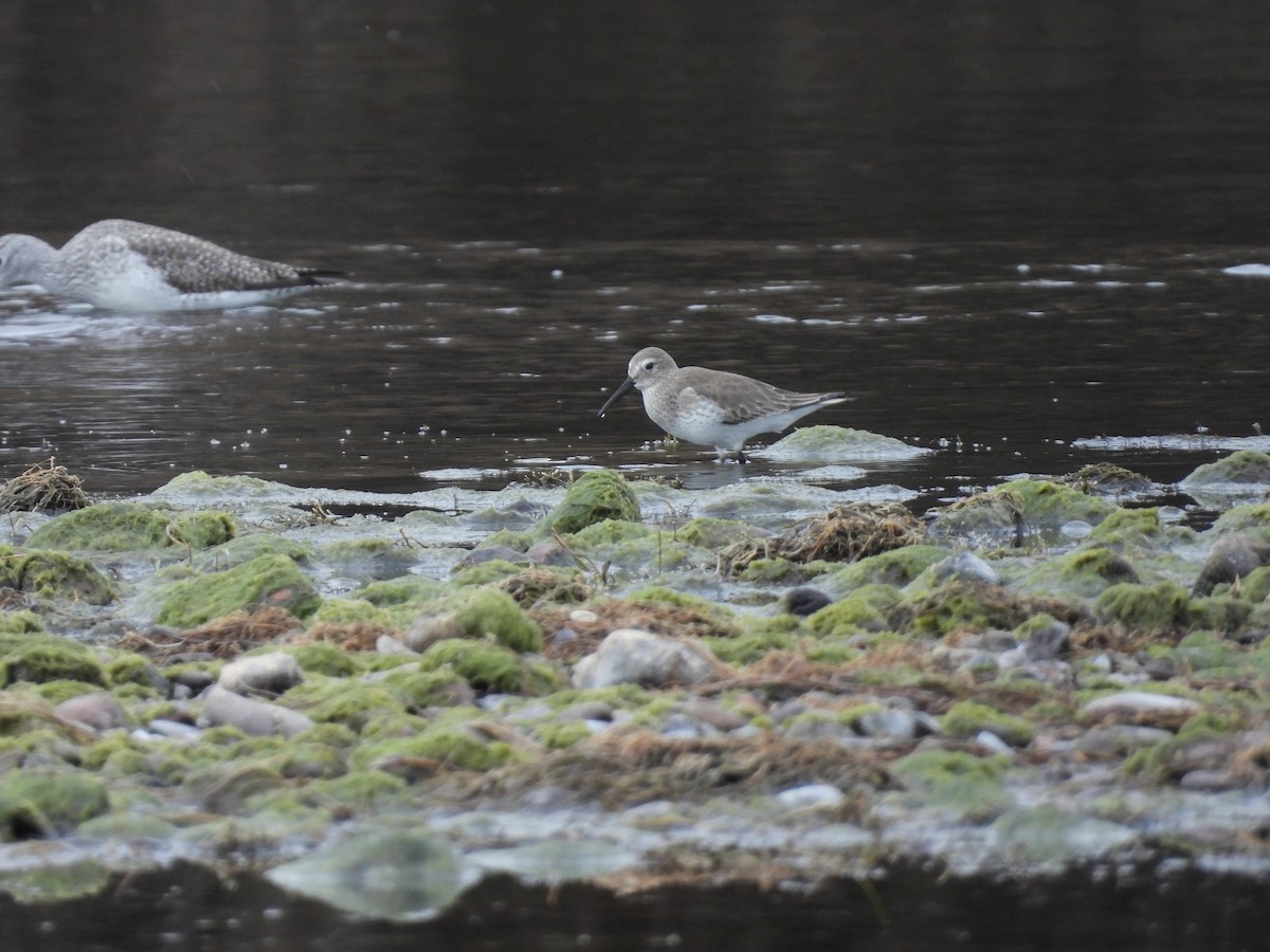 Dunlin - Beth Bruckheimer