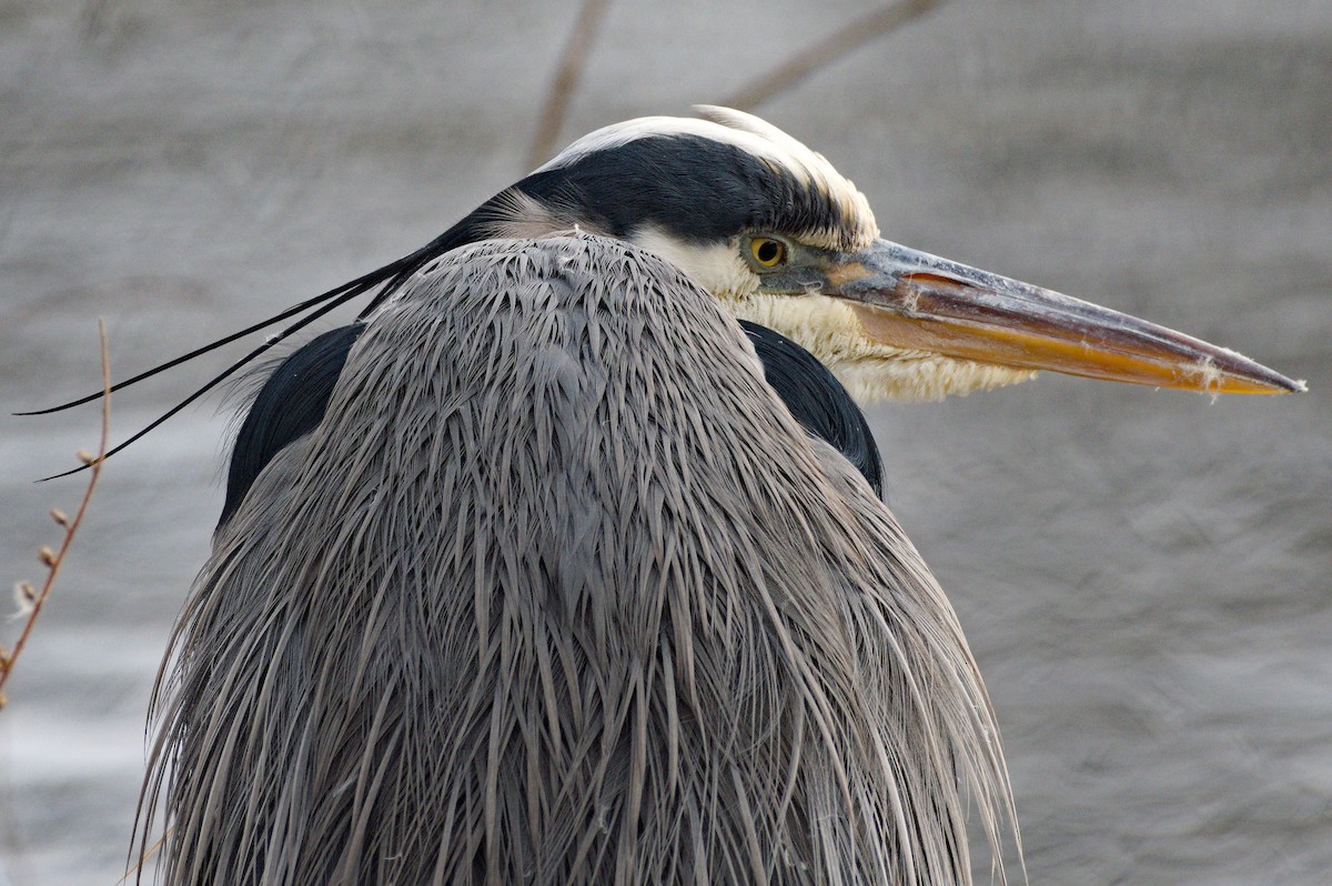 Great Blue Heron - Dennis McGillicuddy