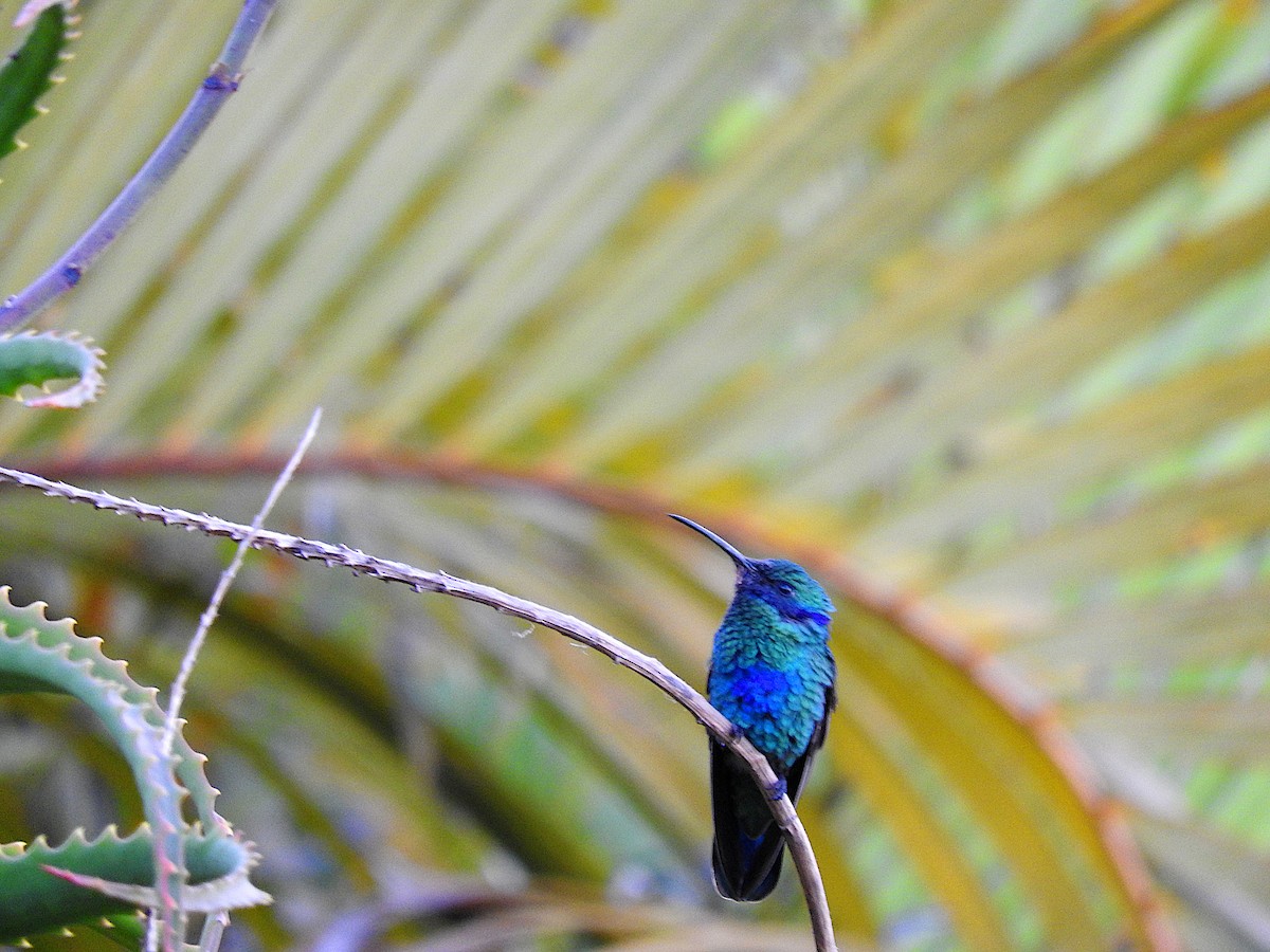 kolibřík modrolící - ML518994711