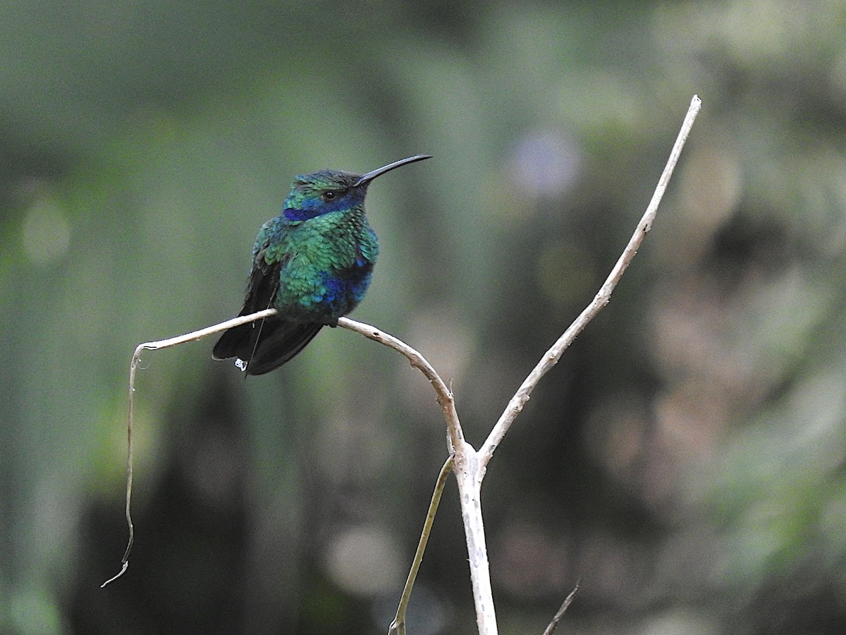 kolibřík modrolící - ML518994721