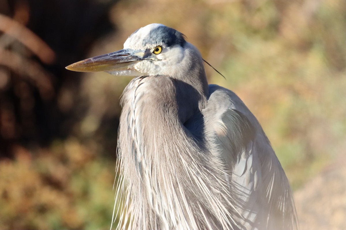 Great Blue Heron - Luca Cinus