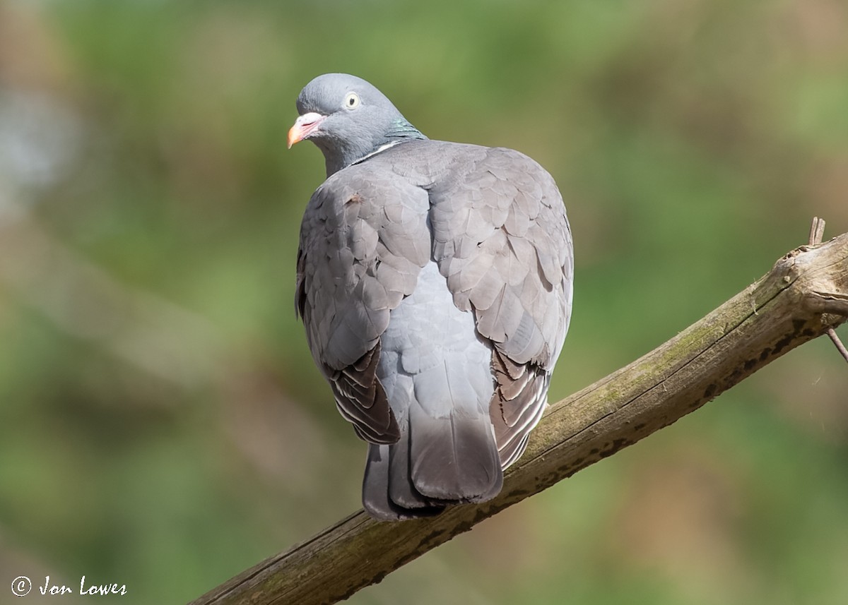 Common Wood-Pigeon (White-necked) - ML518996711
