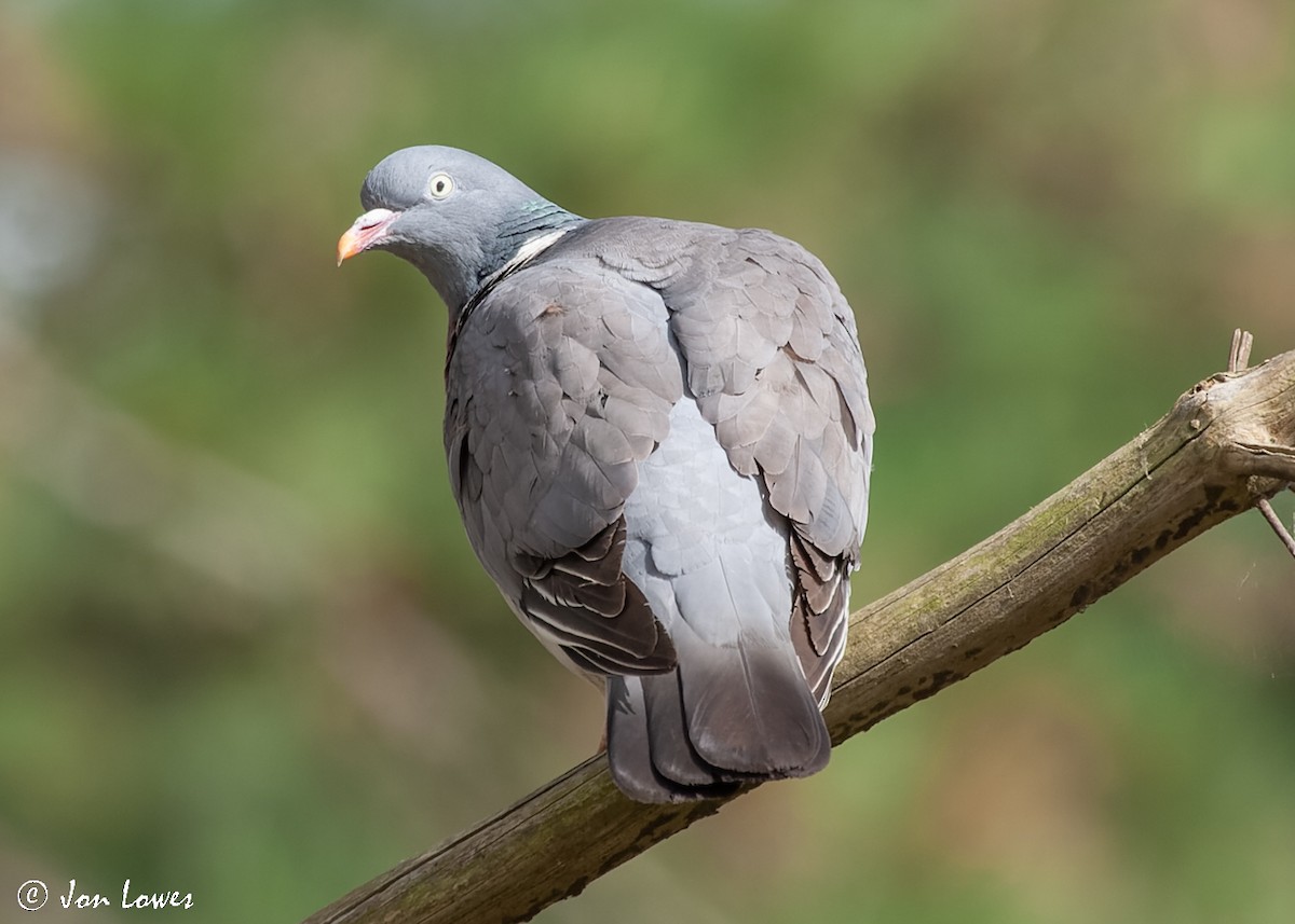 Common Wood-Pigeon (White-necked) - ML518996721