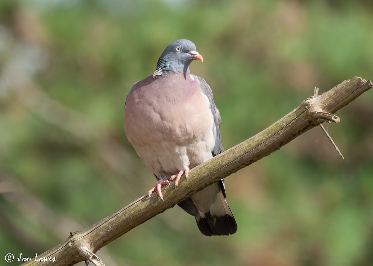 Common Wood-Pigeon (White-necked) - ML518996731