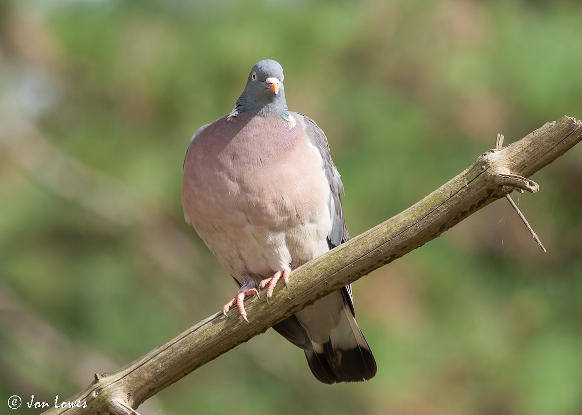 Common Wood-Pigeon (White-necked) - ML518996741