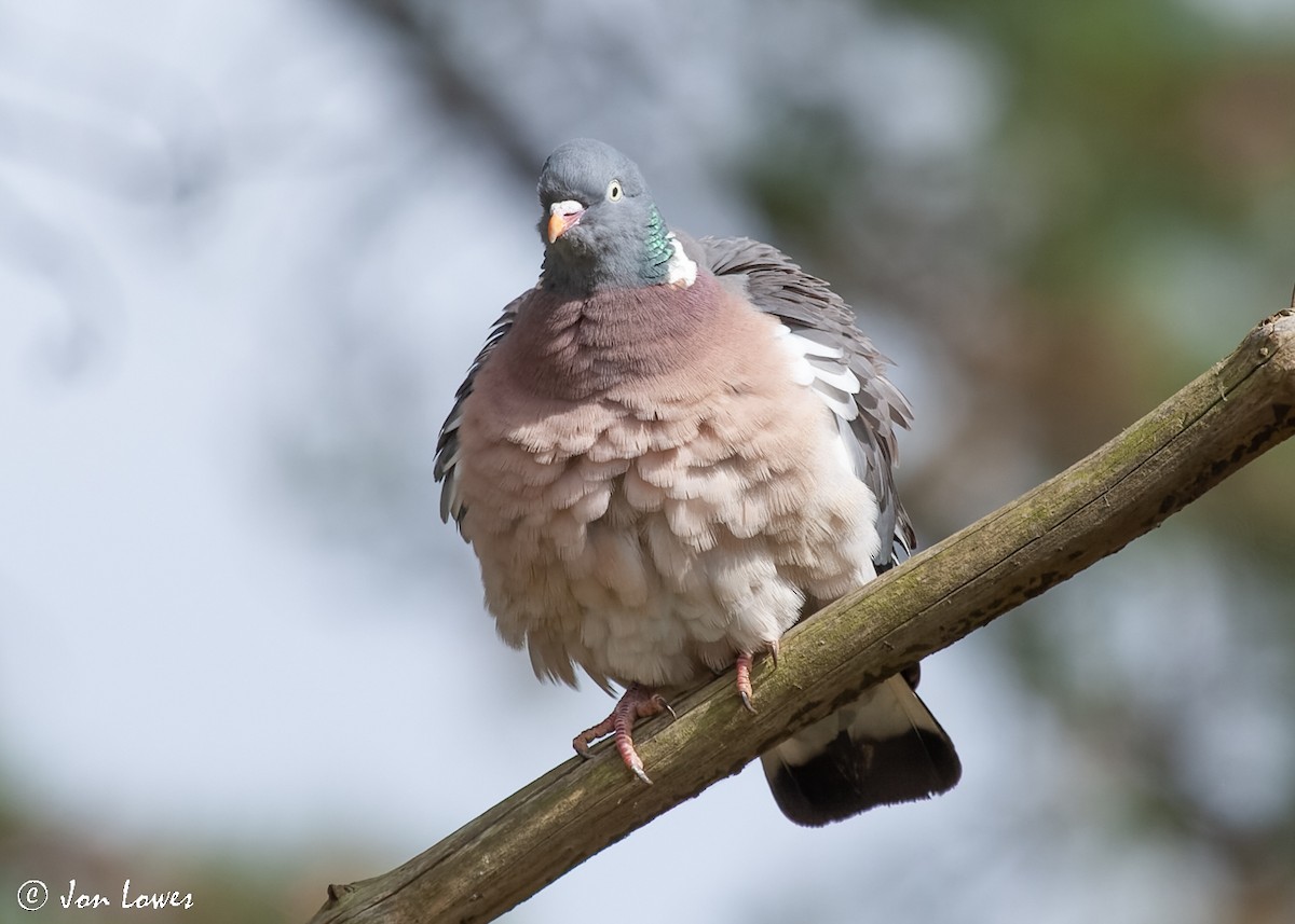 Common Wood-Pigeon (White-necked) - ML518996751