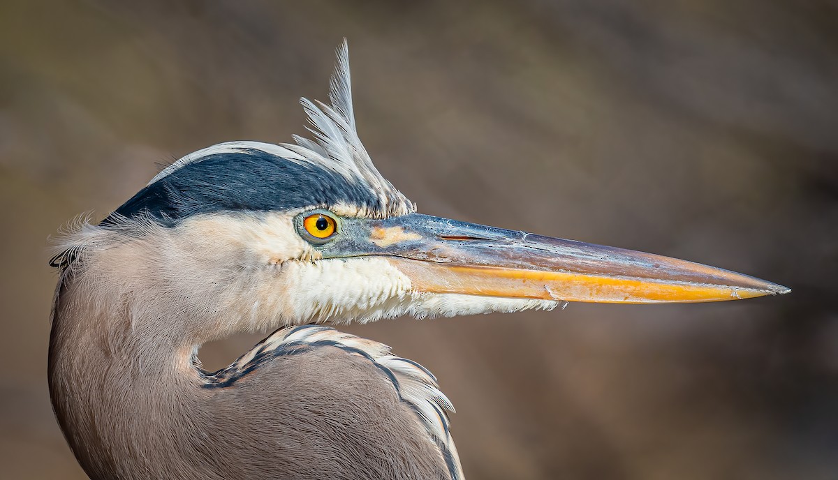 Great Blue Heron - ML519000151