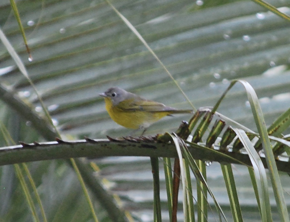 Nashville Warbler - Lucy London