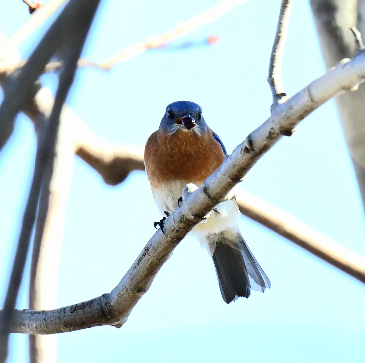 Eastern Bluebird - ML519000281