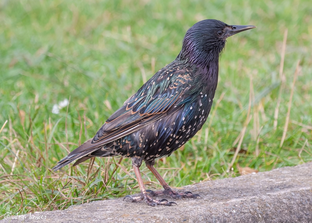 European Starling - ML519001501