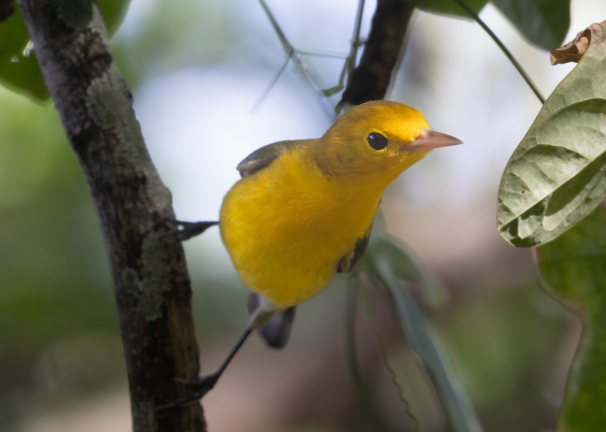 Prothonotary Warbler - ML519004201