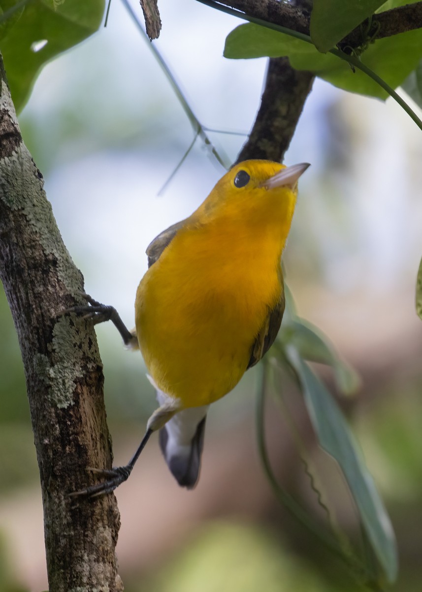 Prothonotary Warbler - ML519004211