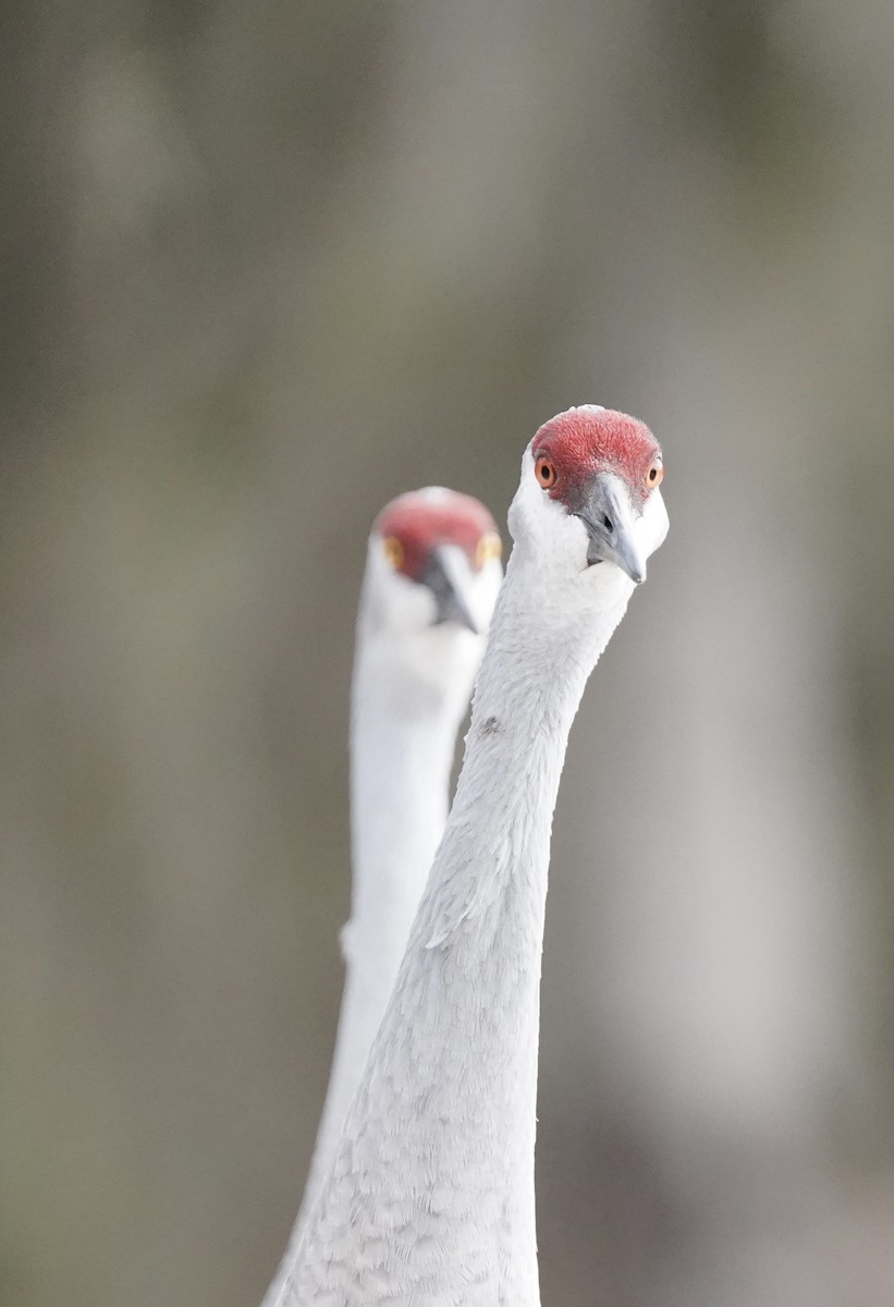 Sandhill Crane - ML519005821