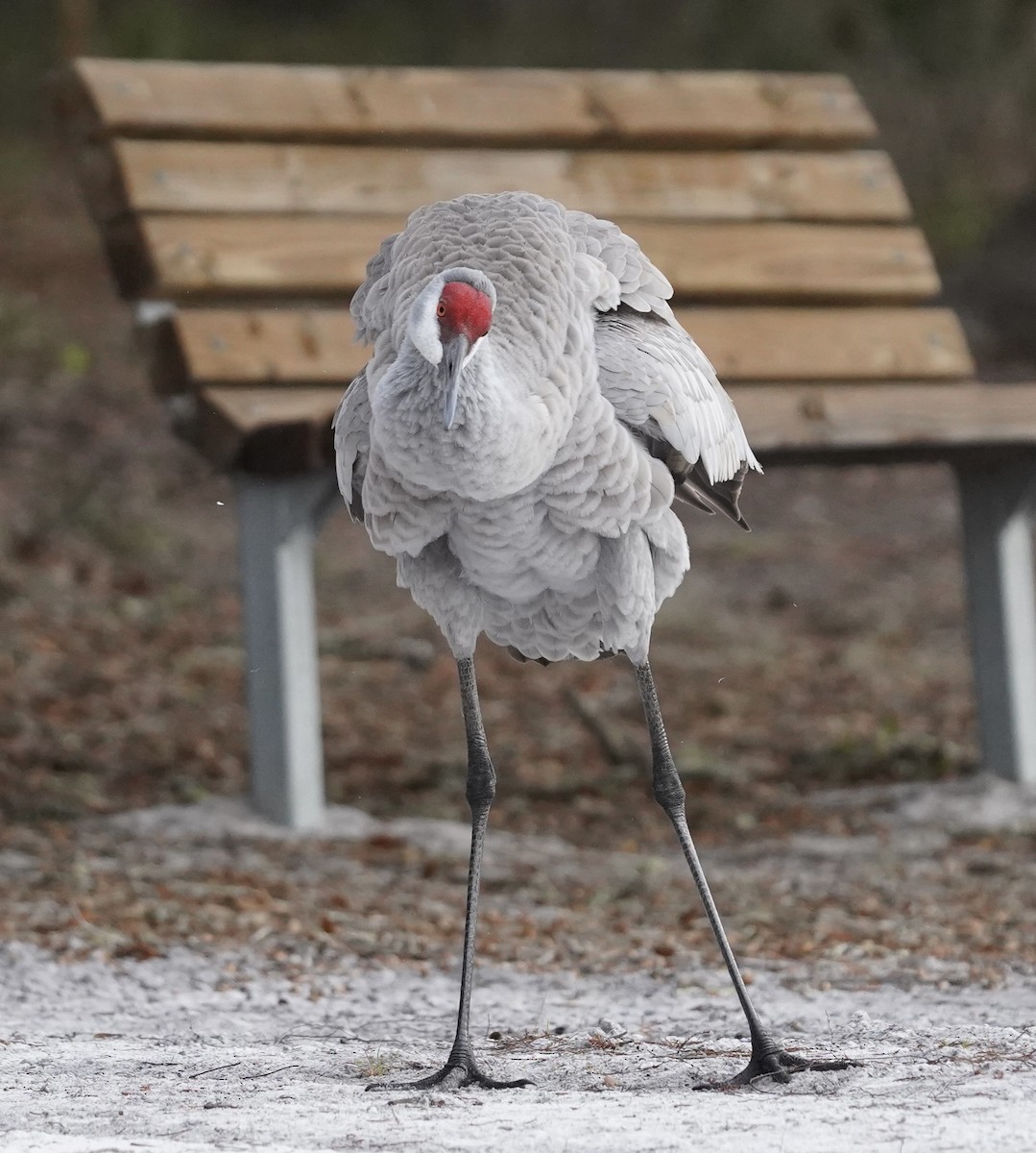 Sandhill Crane - ML519005831