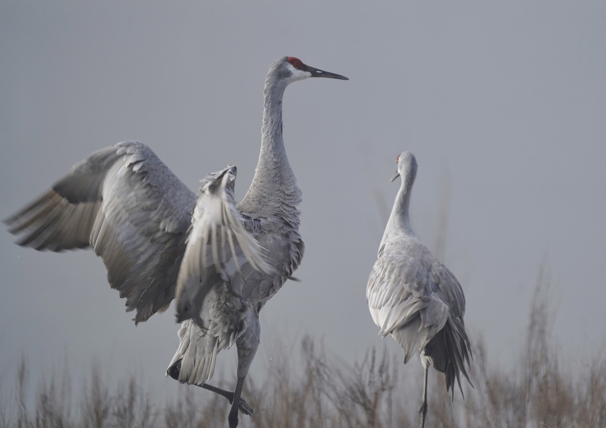 Sandhill Crane - ML519005841