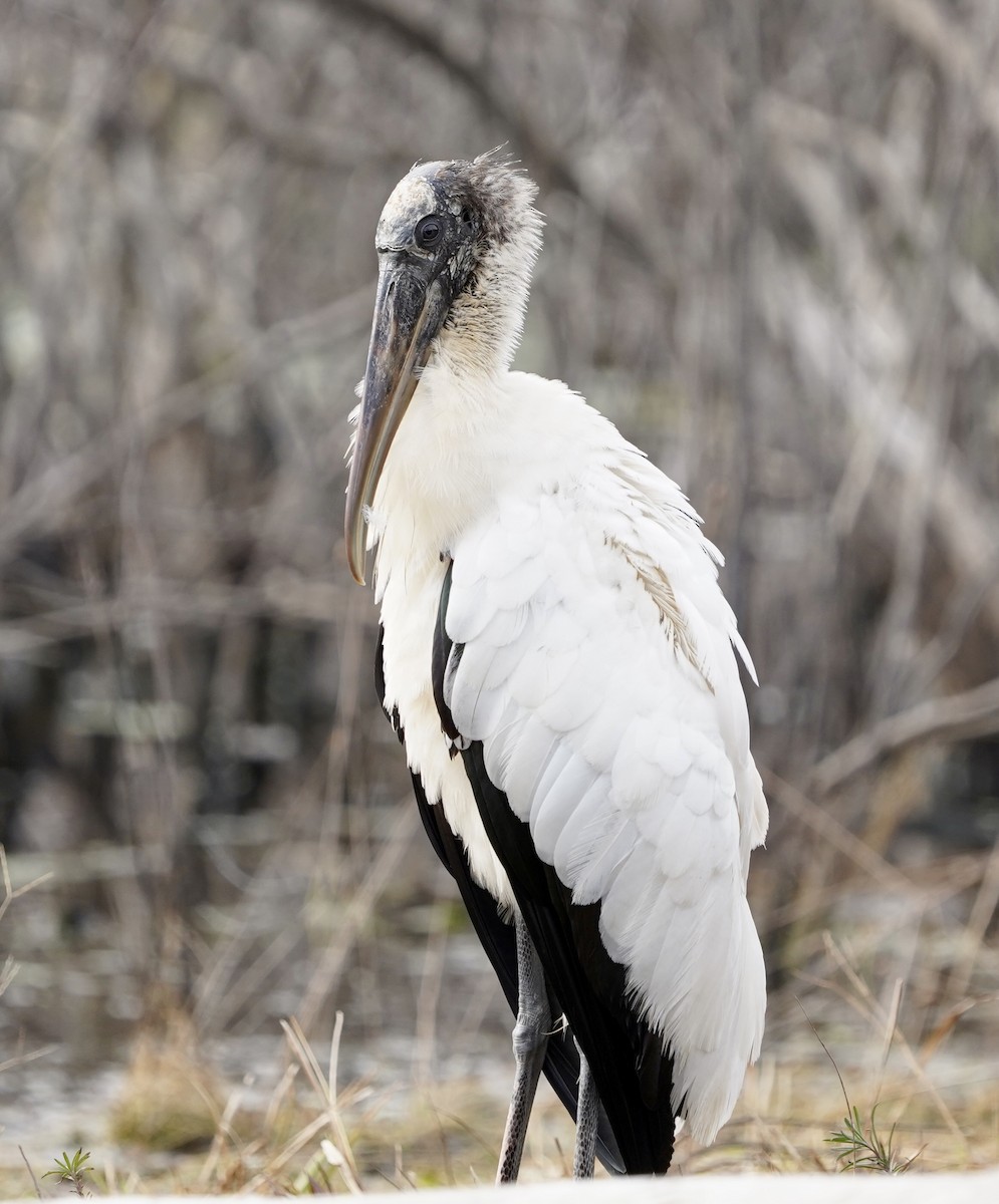 Wood Stork - ML519005861