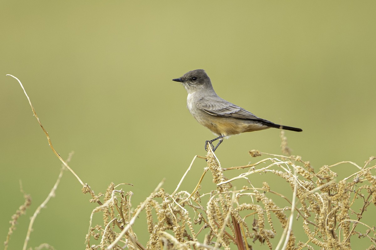 Say's Phoebe - Neil Rucker