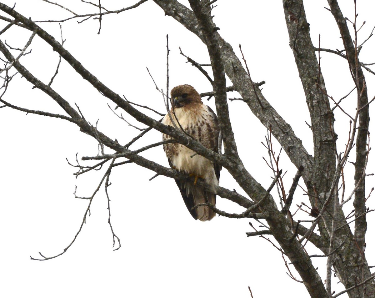 Red-tailed Hawk - ML519007061