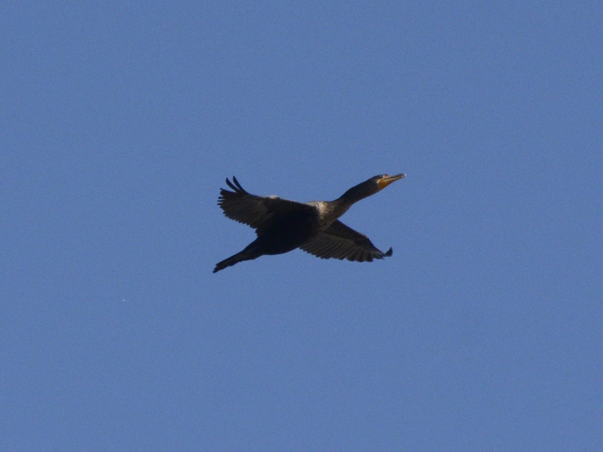Double-crested Cormorant - ML519007221