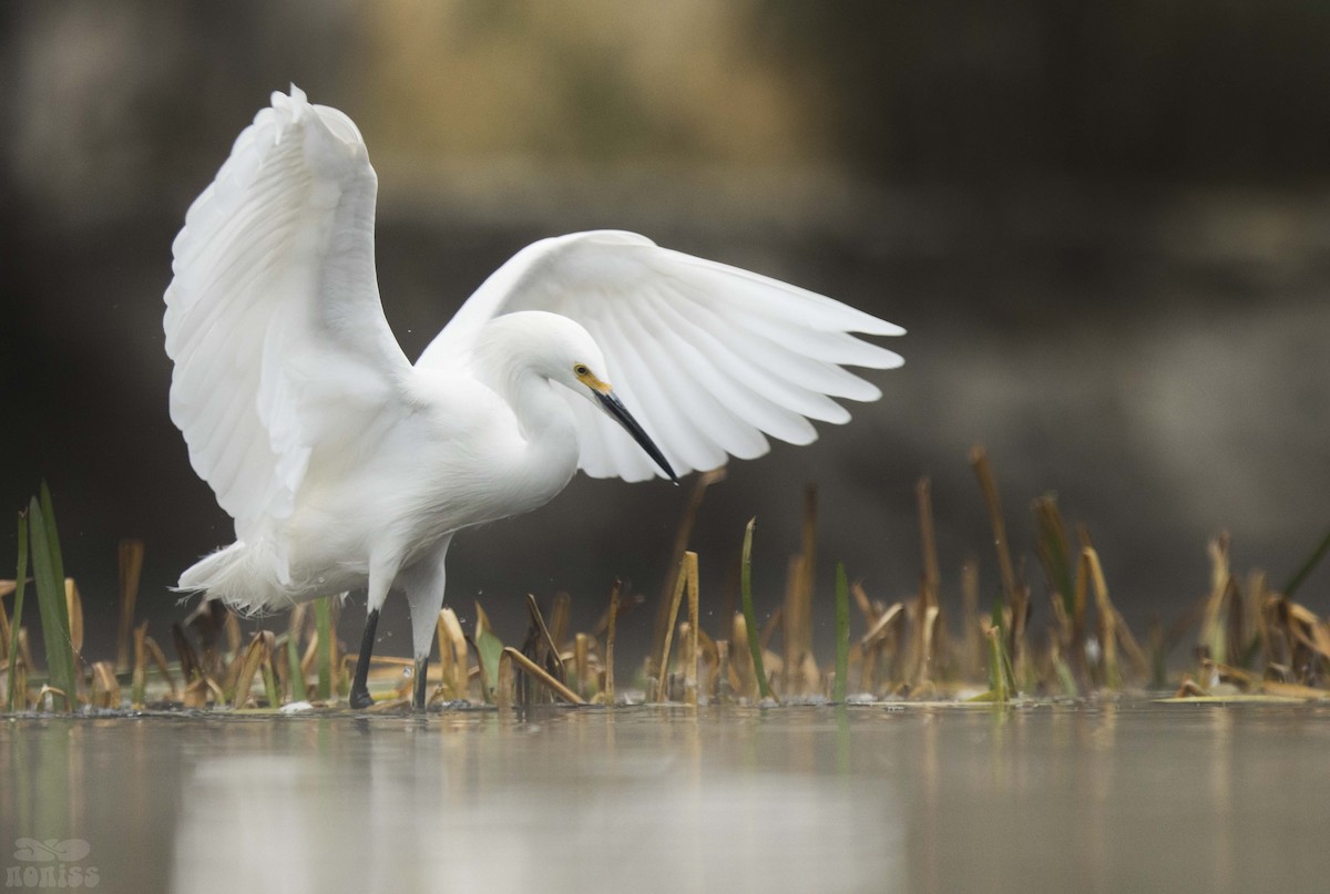 Snowy Egret - ML519007981