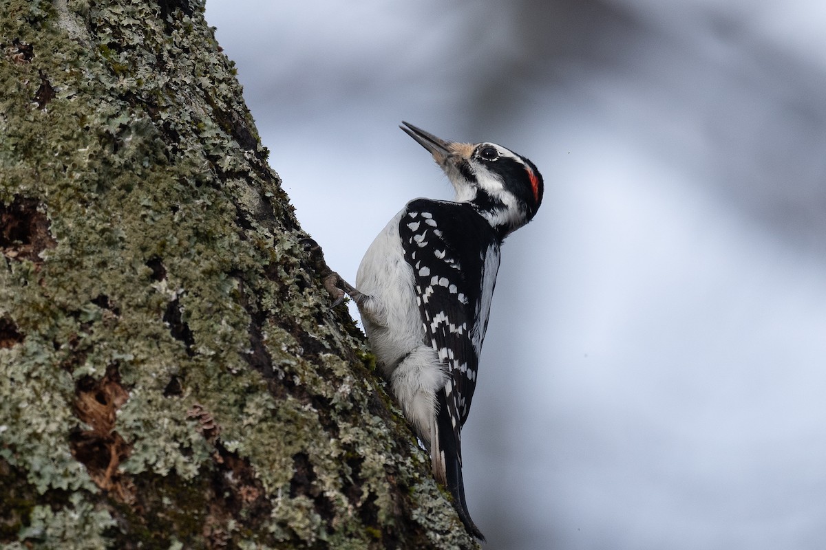 Hairy Woodpecker - ML519008201