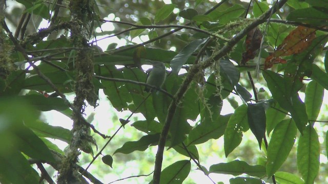 Spectacled Longbill - ML519008261