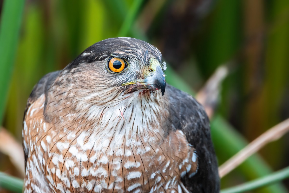 Cooper's Hawk - ML519010191