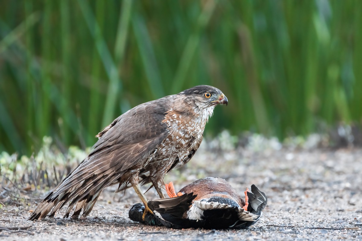 Cooper's Hawk - ML519010201