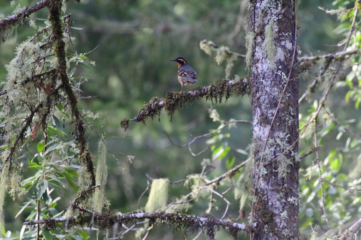 Varied Thrush - ML519011081