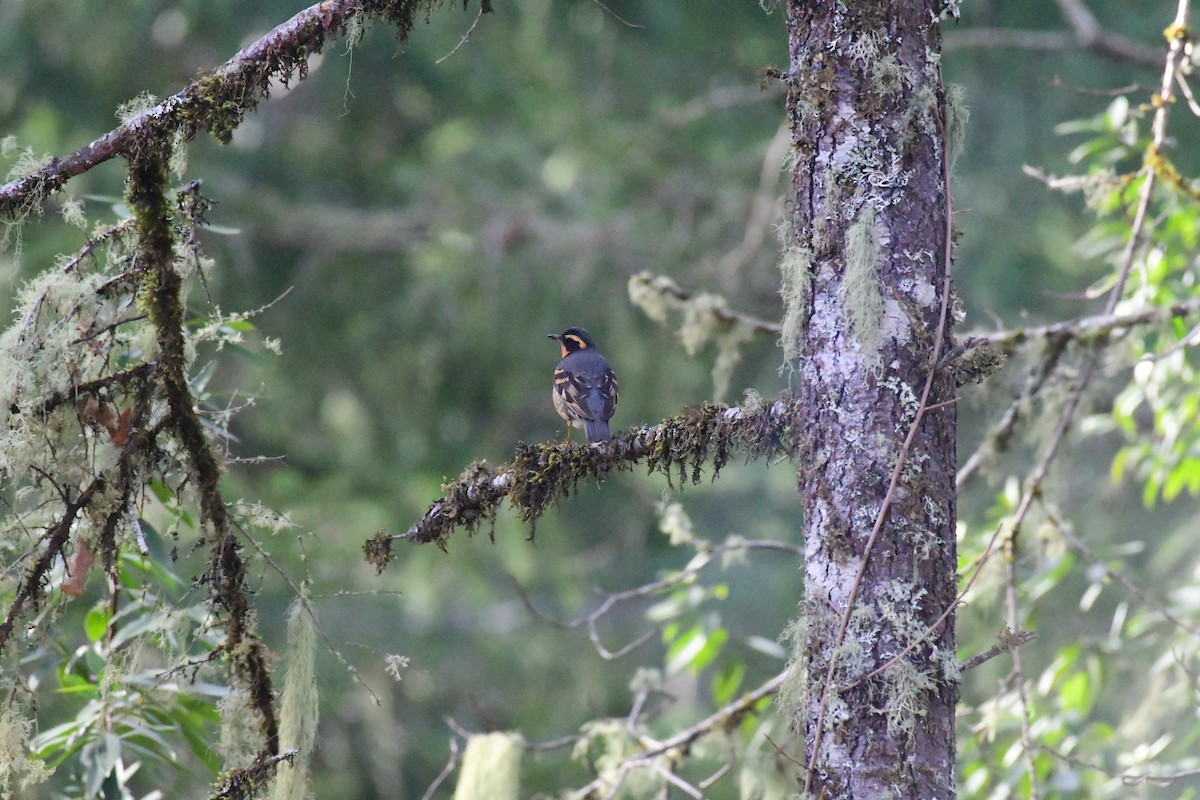 Varied Thrush - ML519011161