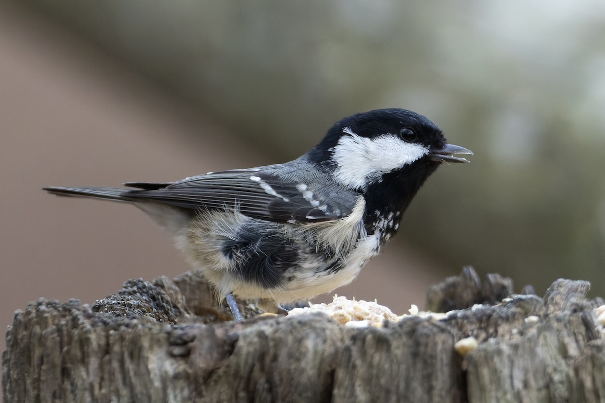 Coal Tit (British) - ML519011241