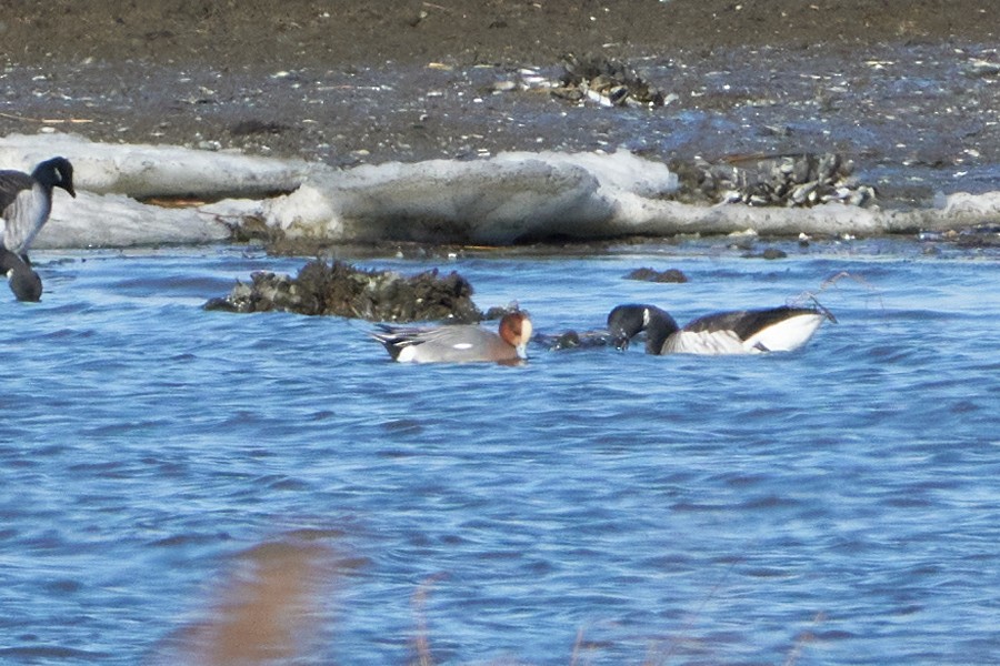 Eurasian Wigeon - ML519012791