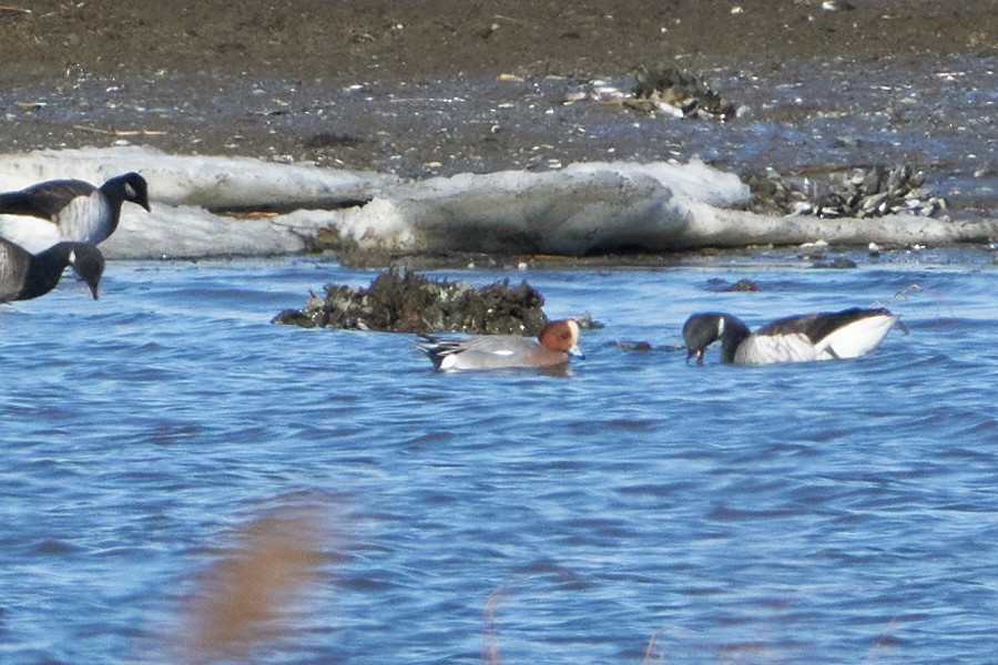 Eurasian Wigeon - ML519012801