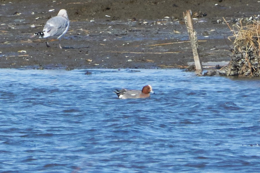 Eurasian Wigeon - ML519012821