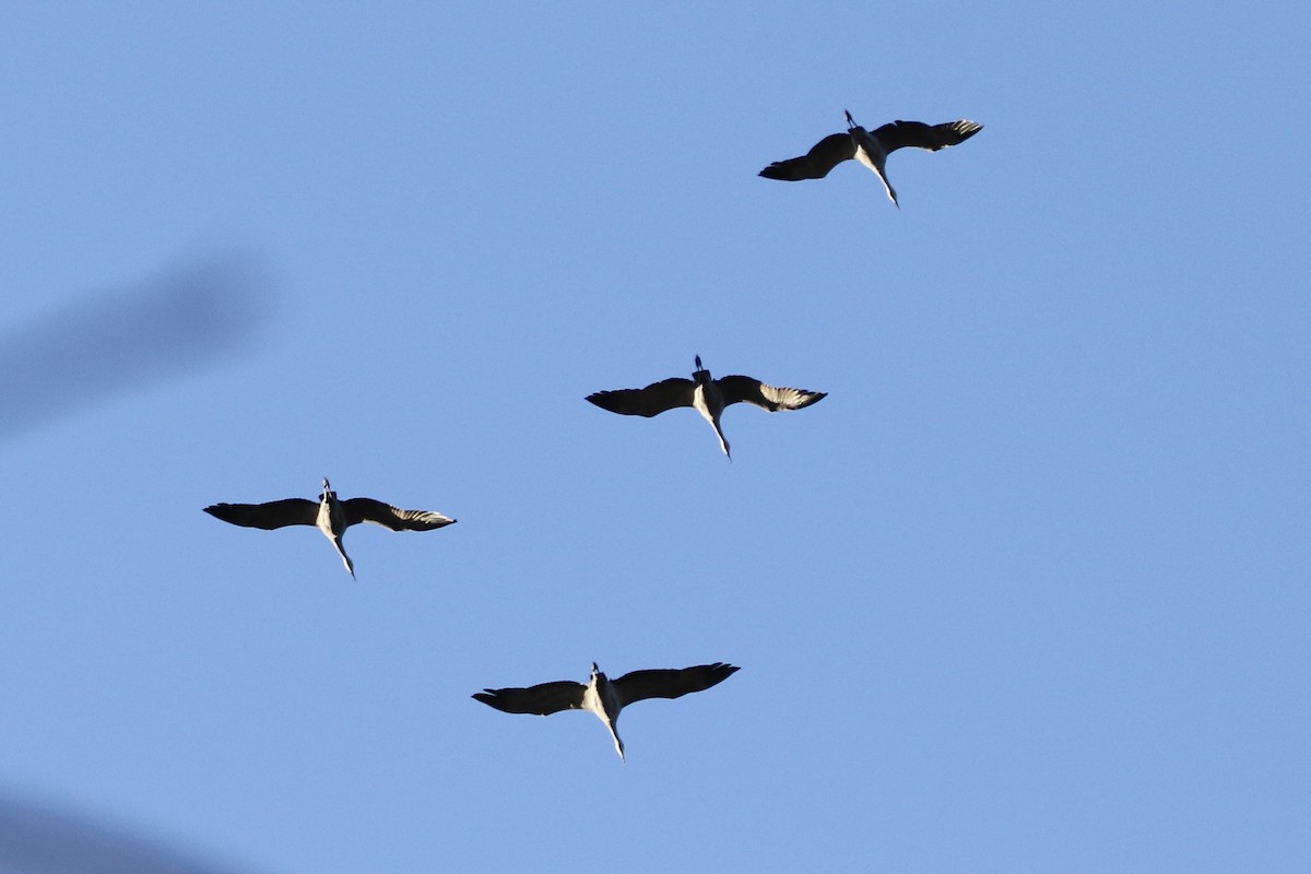 Sandhill Crane - Roger Woodruff