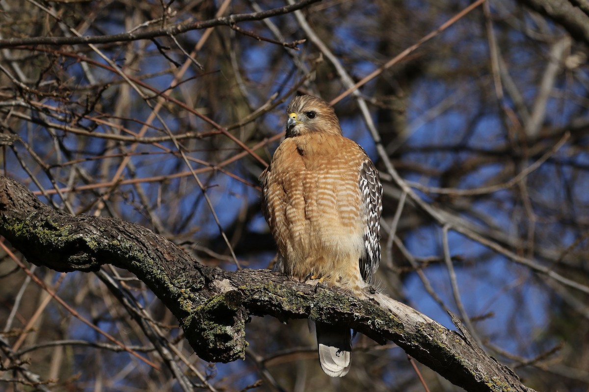 Red-shouldered Hawk - ML519013461