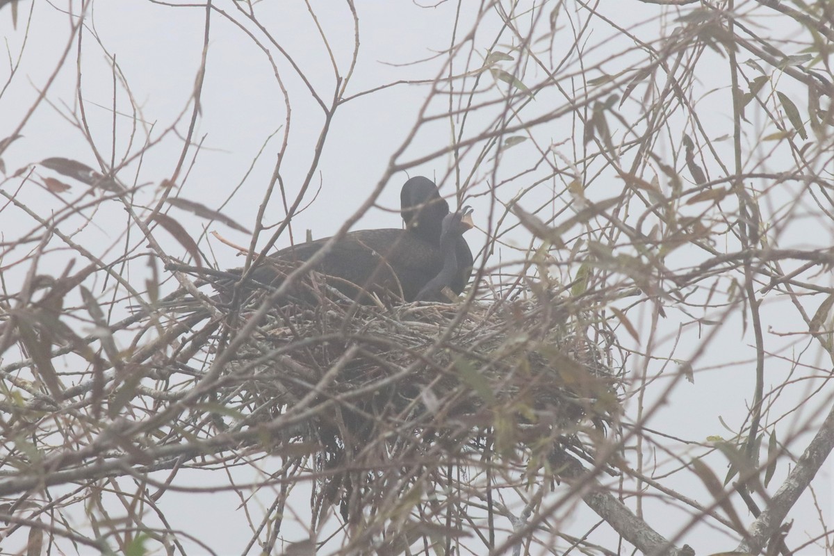 Double-crested Cormorant - Margaret Viens