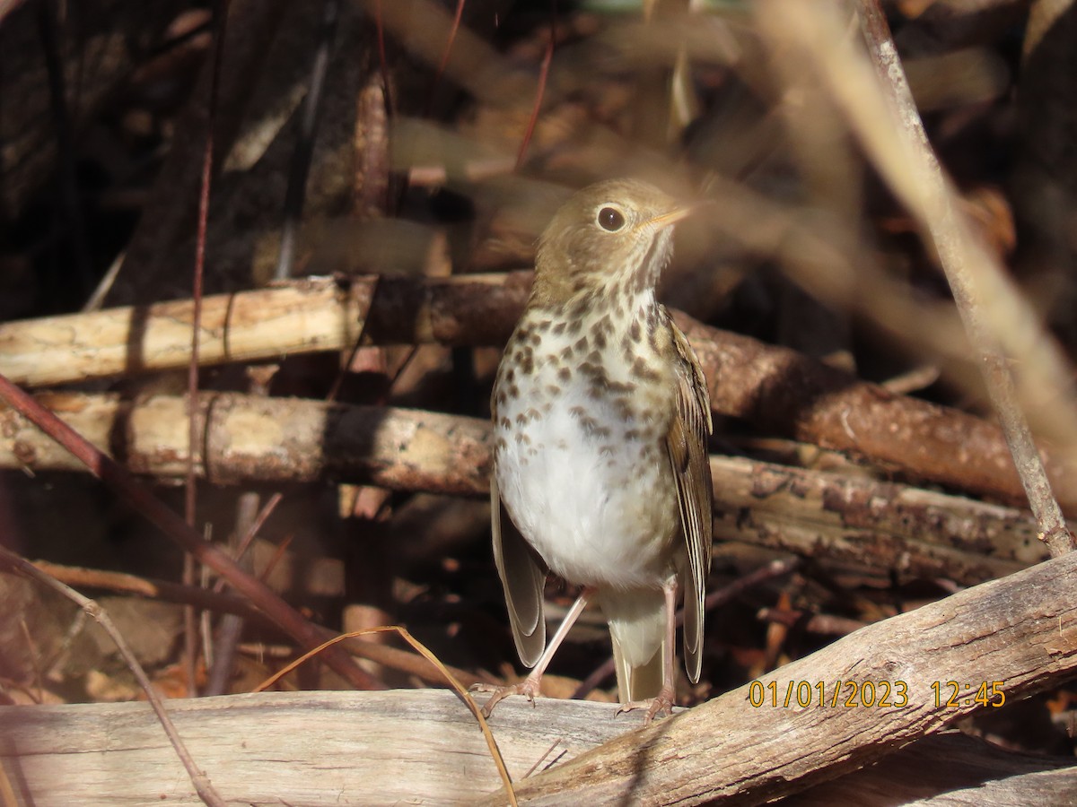 Hermit Thrush - ML519018581