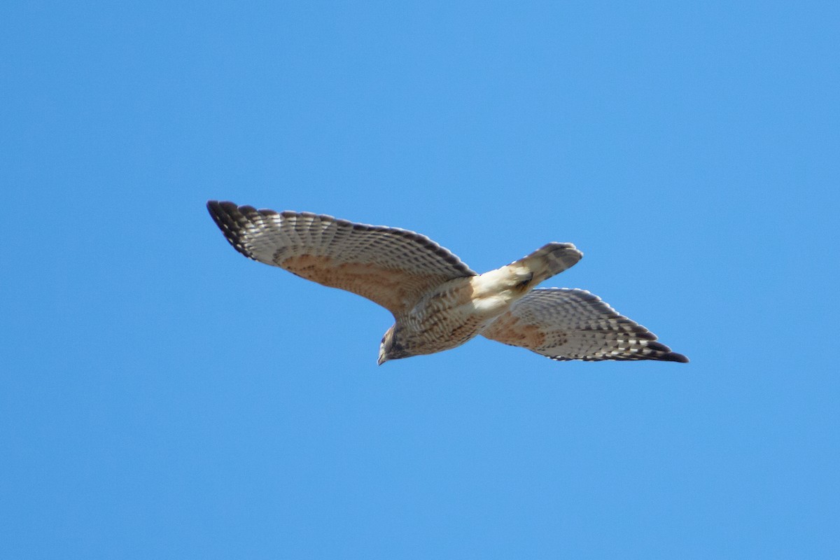 Red-shouldered Hawk (lineatus Group) - ML519018921