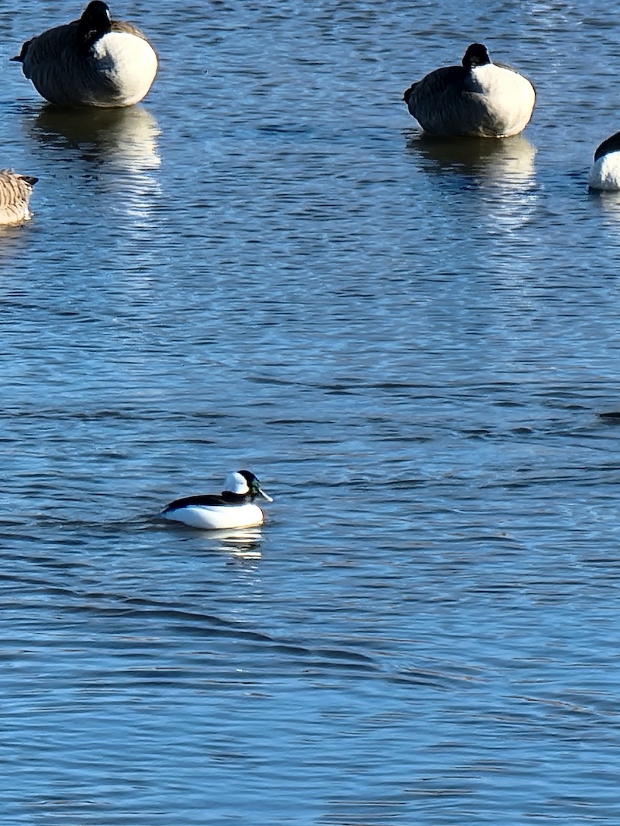 Bufflehead - ML519020071