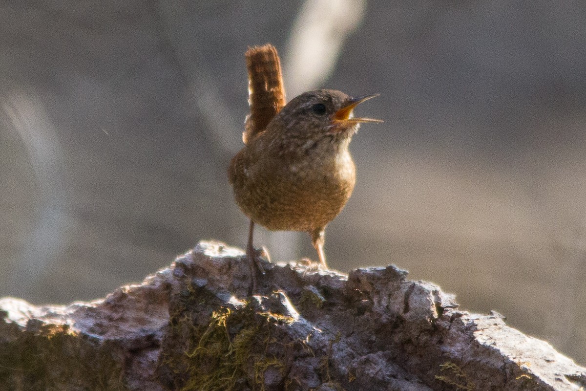 Troglodyte des forêts - ML51902081