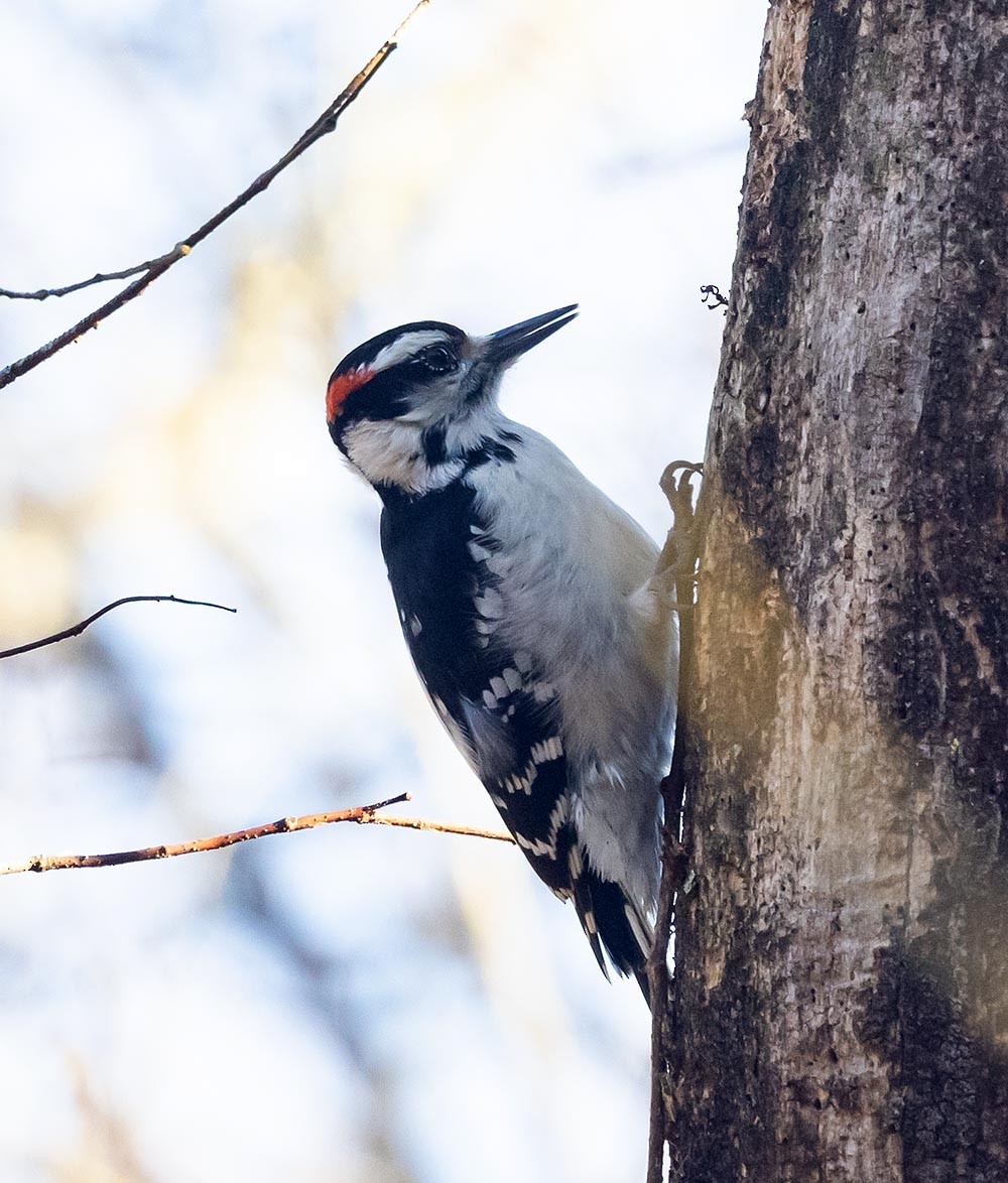 Hairy Woodpecker - ML519021841